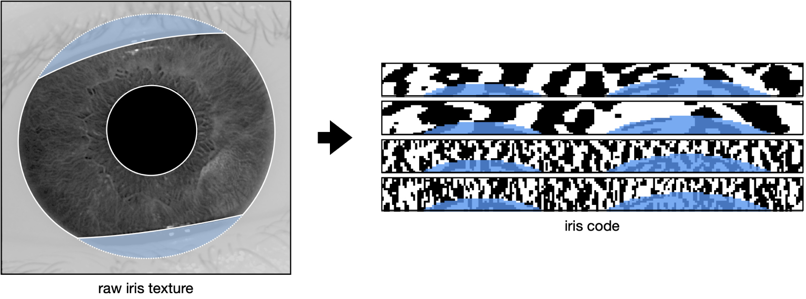 Diagram showing raw iris texture transforming into iris code for uniqueness verification.