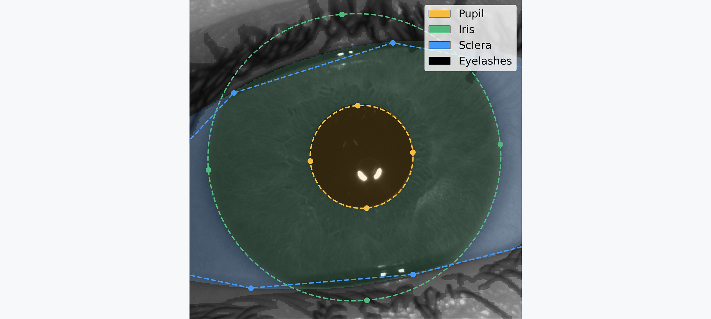 Close-up of an eye with a diagram labeling the pupil, iris, sclera, and eyelashes, illustrating iris recognition technology.